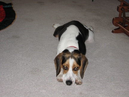 Tired Beagle